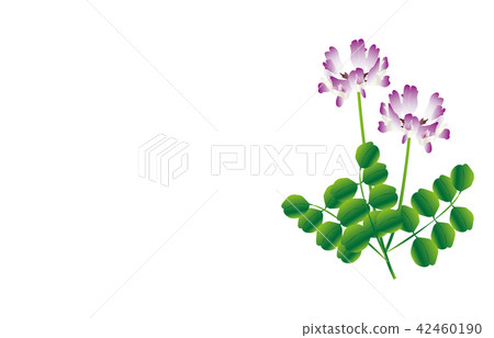 縣的花岐阜Renge 縣的花岐阜Renge 42460190