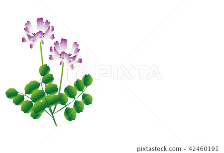 縣的花岐阜Renge 縣的花岐阜Renge 42460191