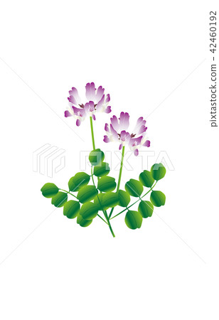 縣的花岐阜Renge 42460192