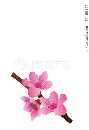 Flower of prefecture Okayama peach Flower of prefecture Okayama peach 42460195