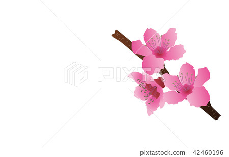 縣岡山桃花 42460196