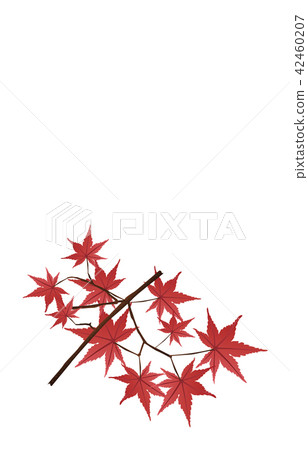 Prefectural flowers Hiroshima Momiji Prefectural flowers Hiroshima Momiji 42460207