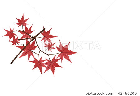Prefectural flowers Hiroshima Momiji 42460209