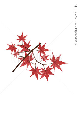 Prefectural flowers Hiroshima Momiji 42460210