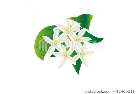 Flower of prefecture Ehime Mikan Flower of prefecture Ehime Mikan 42460211
