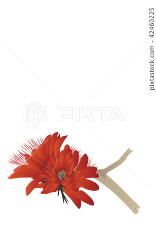Flower of prefecture Okinawa deigo Flower of prefecture Okinawa deigo 42460225