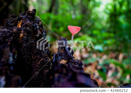 Close up Cookeina on fallen branch in tropical   42460252