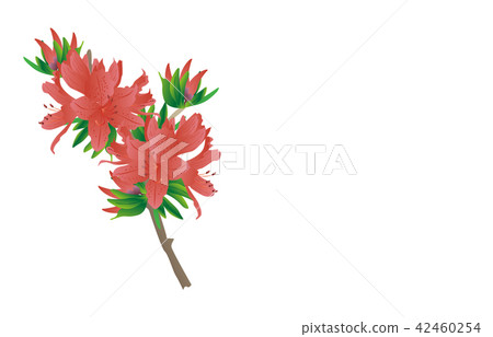 Flowers of prefectures Gunma Renge azalea 42460254