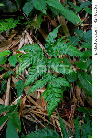 Ferns and other plants of the forest. Natural fern Ferns and other plants of the forest. Natural fern 42460255