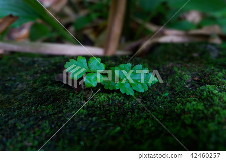 Ferns and other plants of the forest. Natural fern 42460257