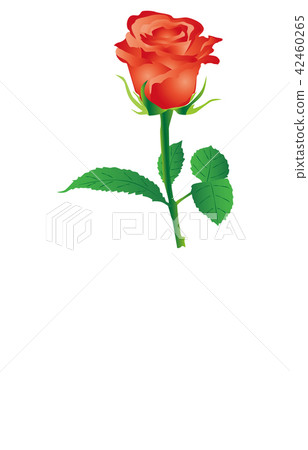縣立花茨城玫瑰 插圖素材 圖庫