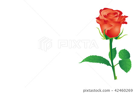 縣立花茨城玫瑰 插圖素材 圖庫