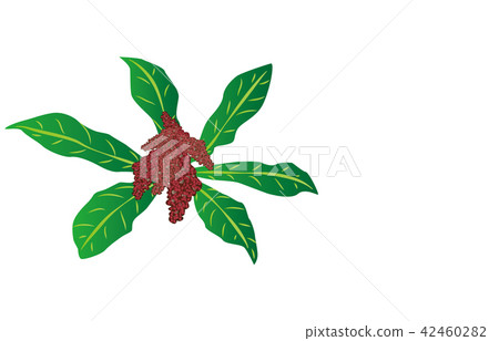 Flower of prefecture Kochi yamamomo 42460282