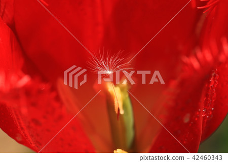 Dandelion 234 Dandelion 234 42460343