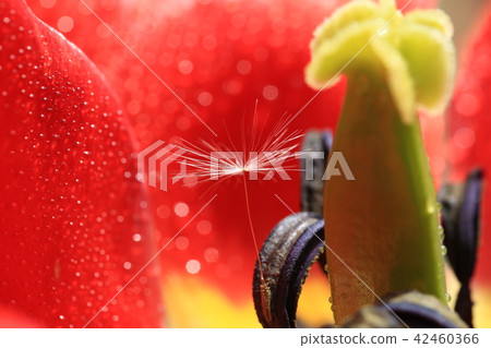 蒲公英305 42460366