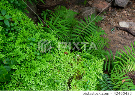 Ferns and other plants of the forest. Natural fern Ferns and other plants of the forest. Natural fern 42460483