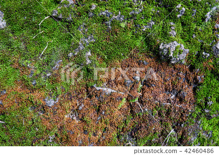 moss and dried leaves on rocks 42460486