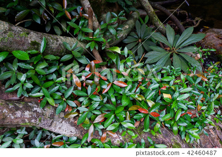 Buttress tree roots and lush foliage in rainforest 42460487