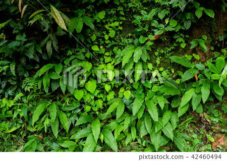 Buttress tree roots and lush foliage in rainforest Buttress tree roots and lush foliage in rainforest 42460494