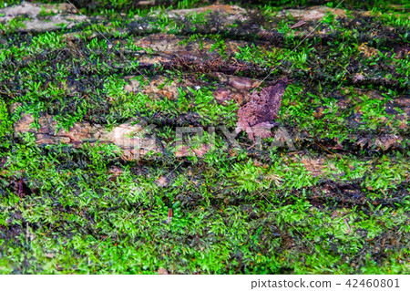 dark green moss and light green lichen on a brown dark green moss and light green lichen on a brown 42460801