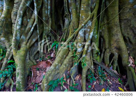 old banyan tree 42460806