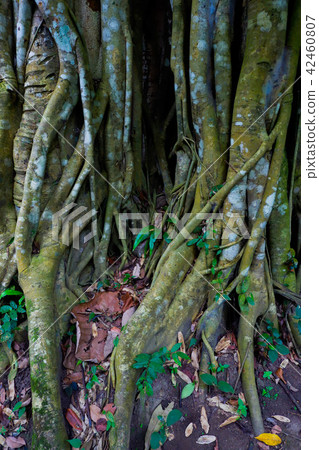 old banyan tree 42460807