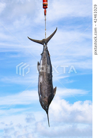 掛彈球 掛彈球 42461029