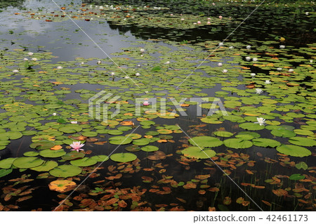 Shiga Kogen Hinjiguchi's Hizzikusa 42461173