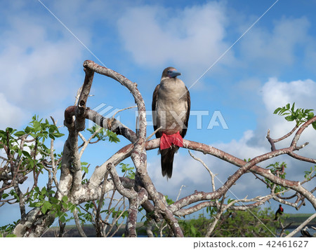 紅尾鰹鳥 42461627