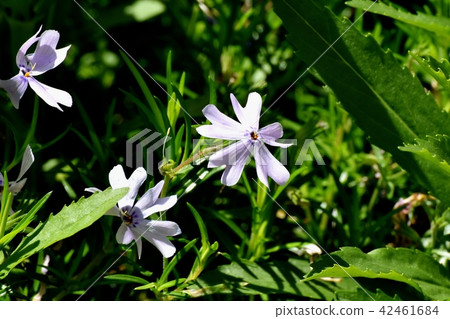 當三鷹中原開花時,淺紫色的shibazakura 當三鷹中原開花時,淺紫色的shibazakura 42461684