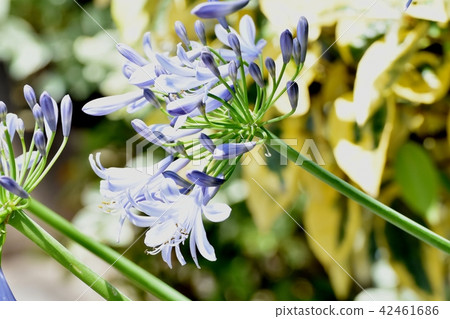 開花在三鷹中原的Agapantus 開花在三鷹中原的Agapantus 42461686