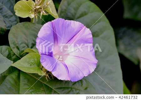Morning glory which blooms in Mitaka Nakahara 42461732