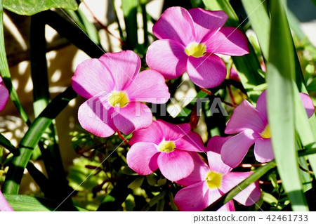 Pink Oxalis blooming in Mitaka Nakahara (Hanakatabami) 42461733