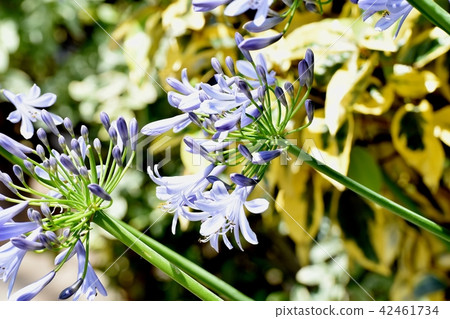 Agapantus blooming in Mitaka Nakahara Agapantus blooming in Mitaka Nakahara 42461734