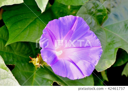 Morning glory which blooms in Mitaka Nakahara Morning glory which blooms in Mitaka Nakahara 42461737