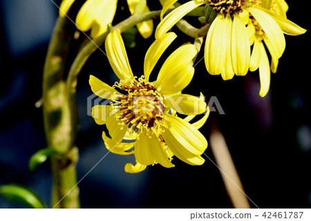 開花在三鷹中原的黃色Tsubaki花 42461787