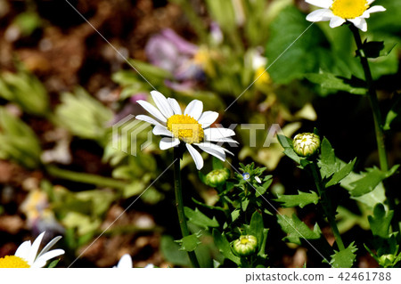 白色盛開在三鷹中原白菊花北極 白色盛開在三鷹中原白菊花北極 42461788