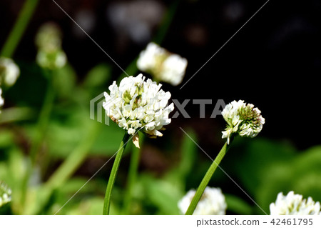 在三鷹中原（白三葉草）盛開的白三葉草 42461795