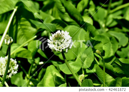 White clover blooming in Mitaka Nakahara (White clover) White clover blooming in Mitaka Nakahara (White clover) 42461872