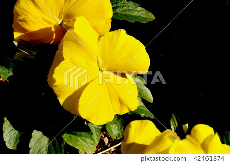 在三鷹中原開花的黃色三色堇 在三鷹中原開花的黃色三色堇 42461874