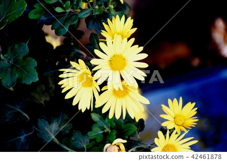 Yellow cogic blooming in Mitaka Nakahara 42461878