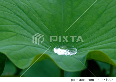 荷葉麵條 42461992