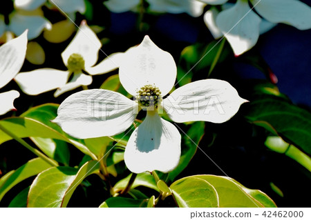 Yamabashi blooming in Mitaka Nakahara 42462000
