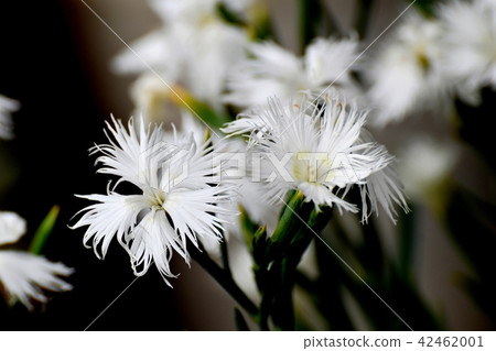 Kawarana dessico blooming in Mitaka Nakahara 42462001