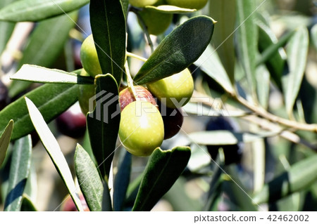 橄欖果成為三鷹中原 橄欖果成為三鷹中原 42462002