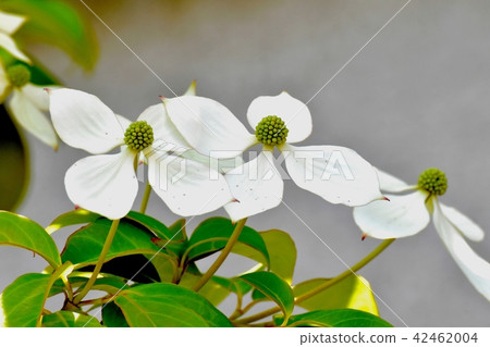 在三鷹中原開花的山形 在三鷹中原開花的山形 42462004