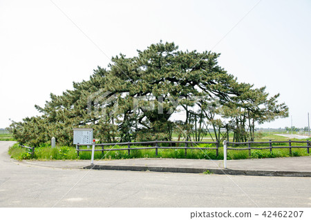 Kuromatsu Natural Monument Yamagata Prefecture Kuromatsu Natural Monument Yamagata Prefecture 42462207