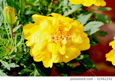 Mary gold blooming in Mitaka Nakahara 42462242