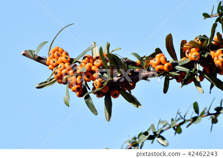 Mitaka Nakahara will become an orange piracanca (tachibana modoki) fruit 42462243