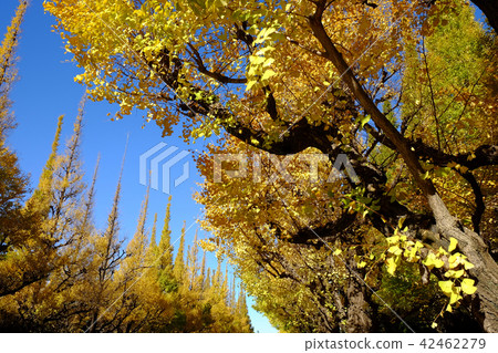 綠樹成蔭的樹木，神宮外苑景觀 42462279